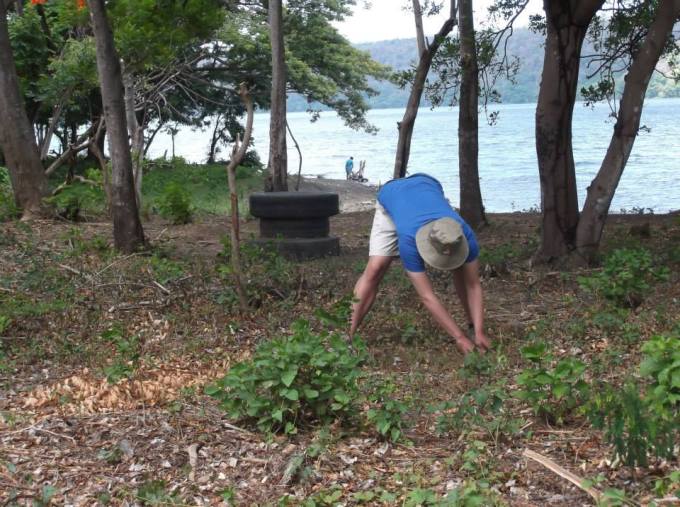 Reaforesting the shores of the Laguna de Masaya